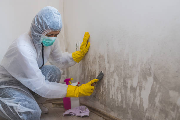 Best Mold Removal Specialists  in North Bend, OH