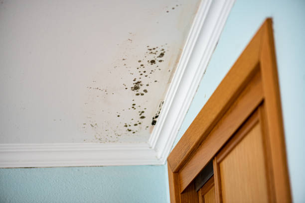 Best Commercial Mold Removal  in North Bend, OH