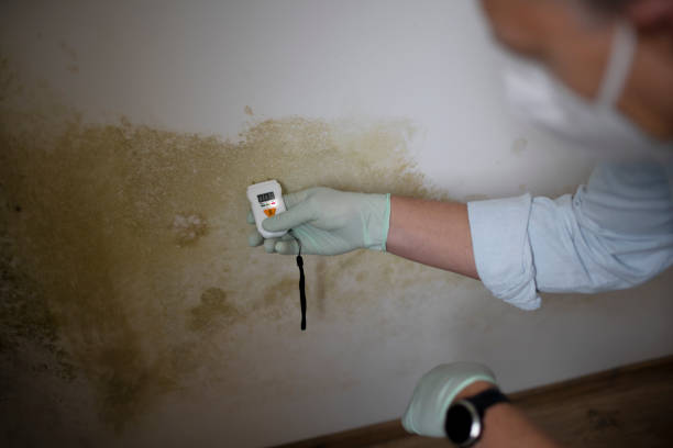 Best Mold Remediation Experts  in North Bend, OH