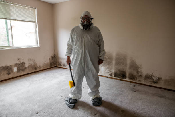 Best Mold Cleaning Services  in North Bend, OH