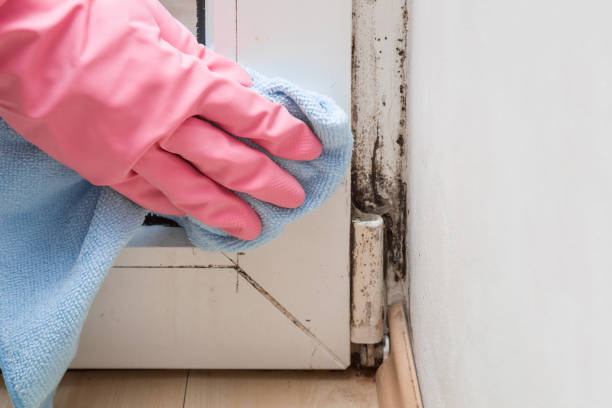 Best Affordable Mold Removal  in North Bend, OH