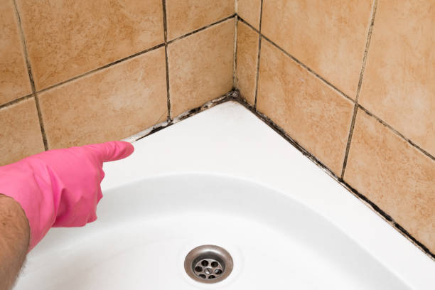 Best Black Mold Removal  in North Bend, OH