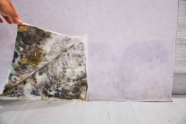 Water Damage Restoration in North Bend, OH